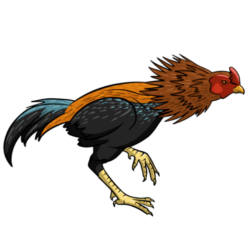 Sabung Ayam Imlek dengan Hadiah Angpao Spesial